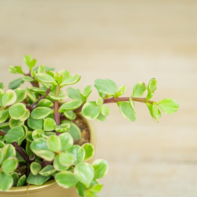 Portulacaria-afra-Variegata Portulacaria-afra-Variegata