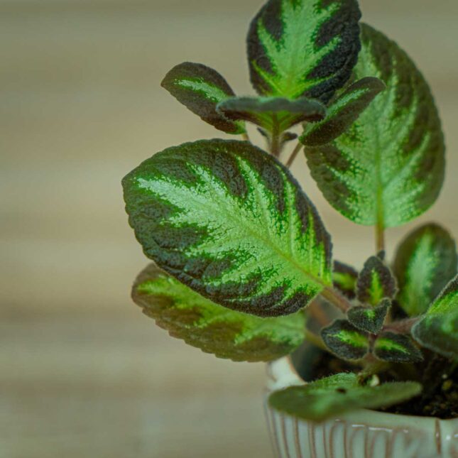 Episcia-silver-shield-baby Episcia-silver-shield-baby