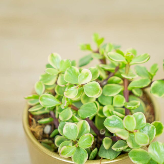 Portulacaria-afra-Variegata Portulacaria-afra-Variegata