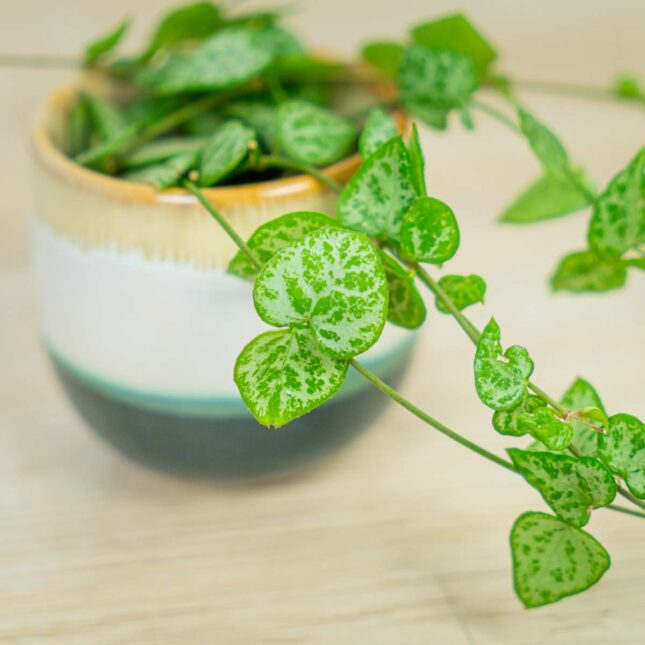 Ceropegia-woodii-string-of-arrows-baby Ceropegia-woodii-string-of-arrows-baby