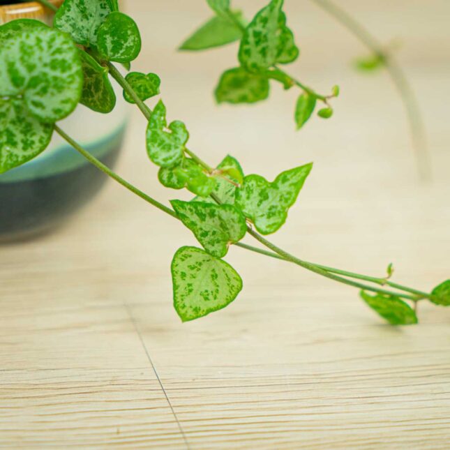 Ceropegia-woodii-string-of-arrows-baby Ceropegia-woodii-string-of-arrows-baby