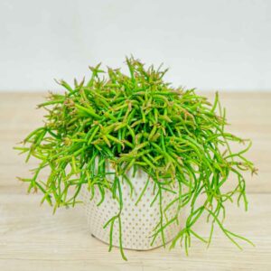 rhipsalis-capilliformis-patyczak
