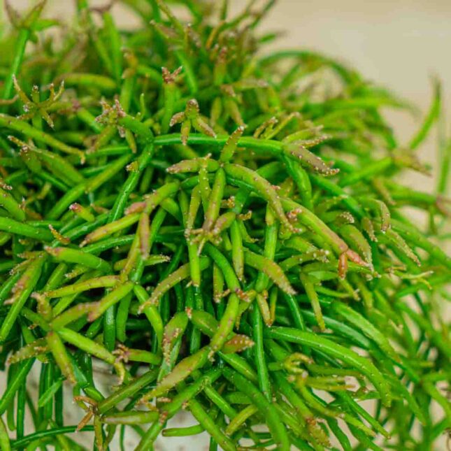 rhipsalis-capilliformis-patyczak rhipsalis-capilliformis-patyczak