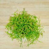 rhipsalis-capilliformis-patyczak