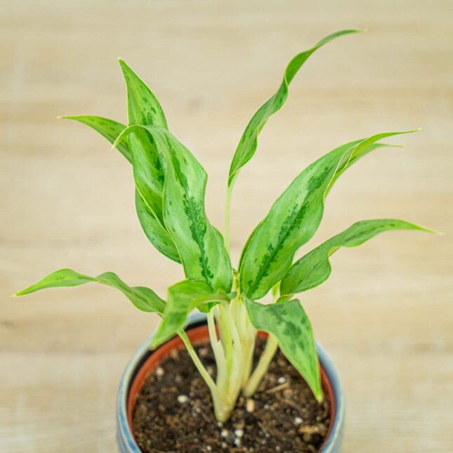 aglaonema-setthirmai aglaonema-setthirmai