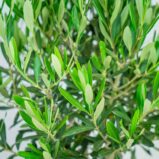 drzewko-oliwne-gigant-olea-europaea