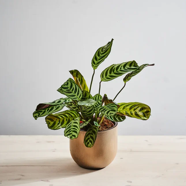 Ctenanthe burle-marxii (fishbone)