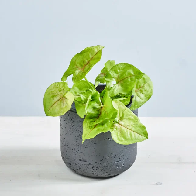 Syngonium golden allusion baby