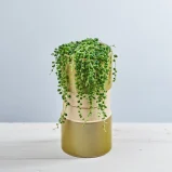 Senecio rowleyanus (starzec rowleya)