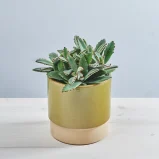 Kalanchoe tomentosa