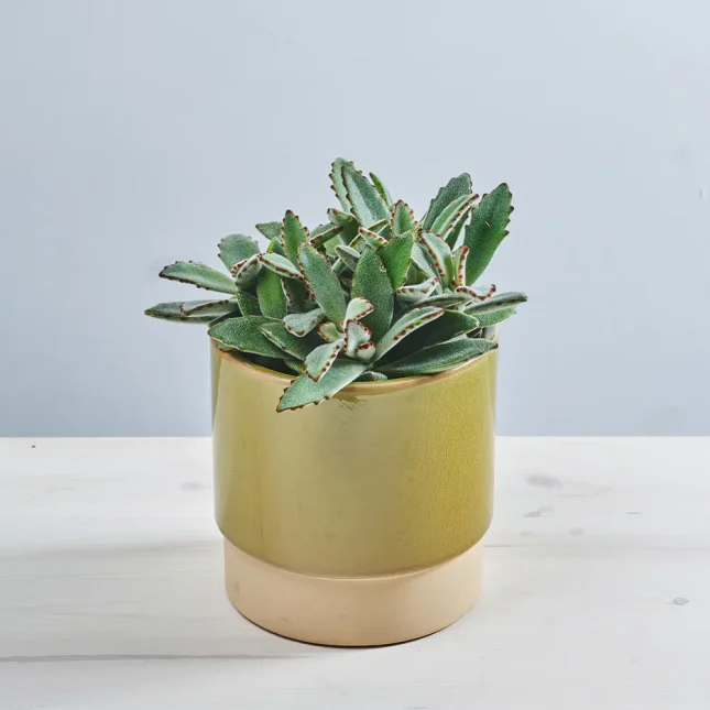MS181k_0055_MS18 55 Kalanchoe tomentosa