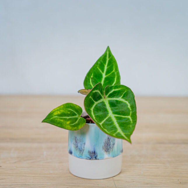Anthurium-crystallinum-x-baby Anthurium-crystallinum-x-baby