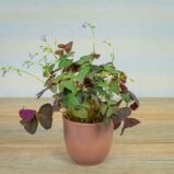 Szczawik-sanne-oxalis-triangularis