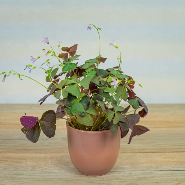 Szczawik-sanne-oxalis-triangularis Szczawik-sanne-oxalis-triangularis