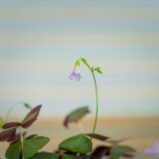 Szczawik-sanne-oxalis-triangularis