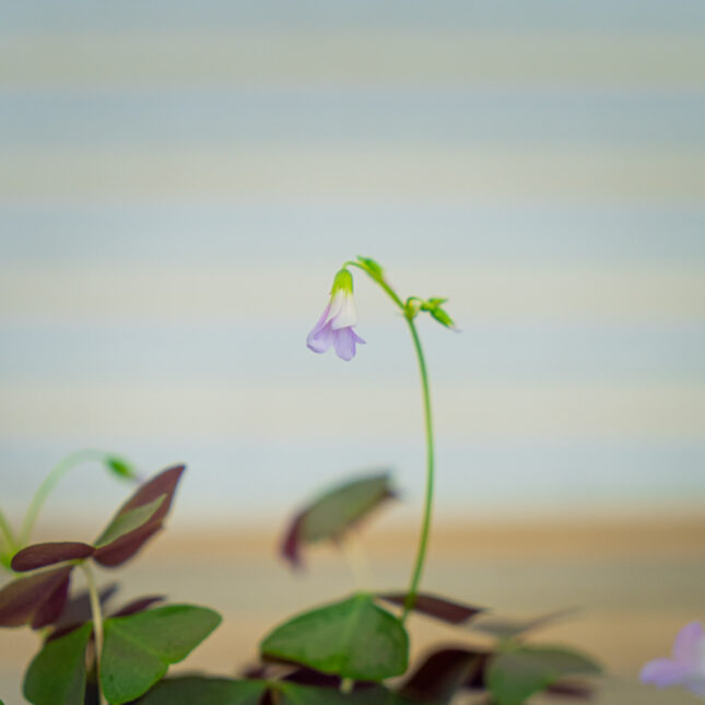 Szczawik-sanne-oxalis-triangularis Szczawik-sanne-oxalis-triangularis