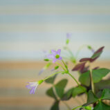 Szczawik-sanne-oxalis-triangularis