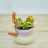 dzbanecznik-nepenthes-alata