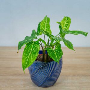 syngonium-batik