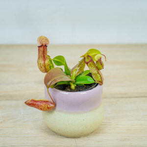 dzbanecznik-nepenthes-alata