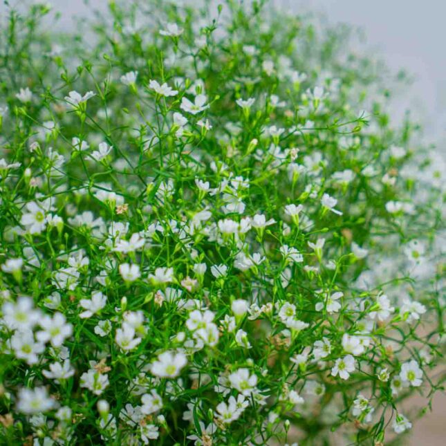 gipsowka-polna-gypsophila-muralis gipsowka-polna-gypsophila-muralis
