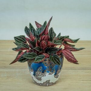 Peperomia-montevideo