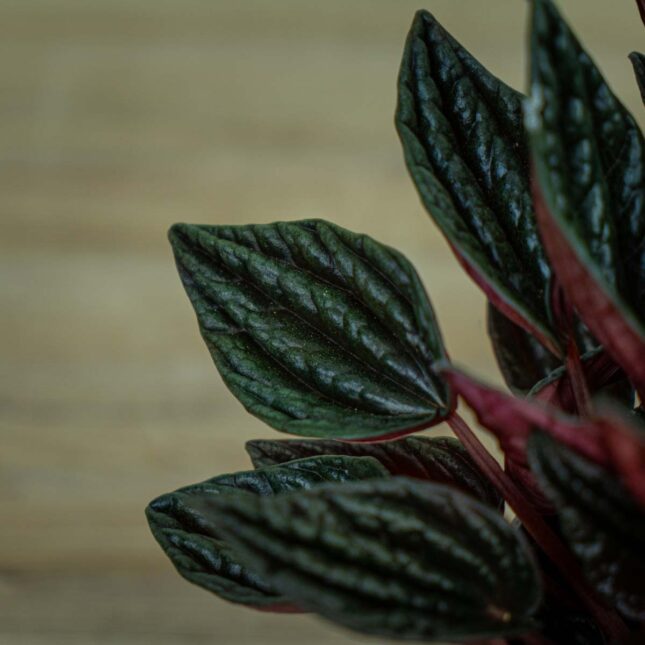 Peperomia-montevideo Peperomia-montevideo
