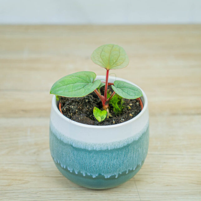 Anthurium-luxurians-platinum Anthurium-luxurians-platinum