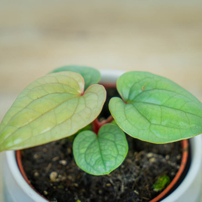 Anthurium-luxurians-platinum Anthurium-luxurians-platinum