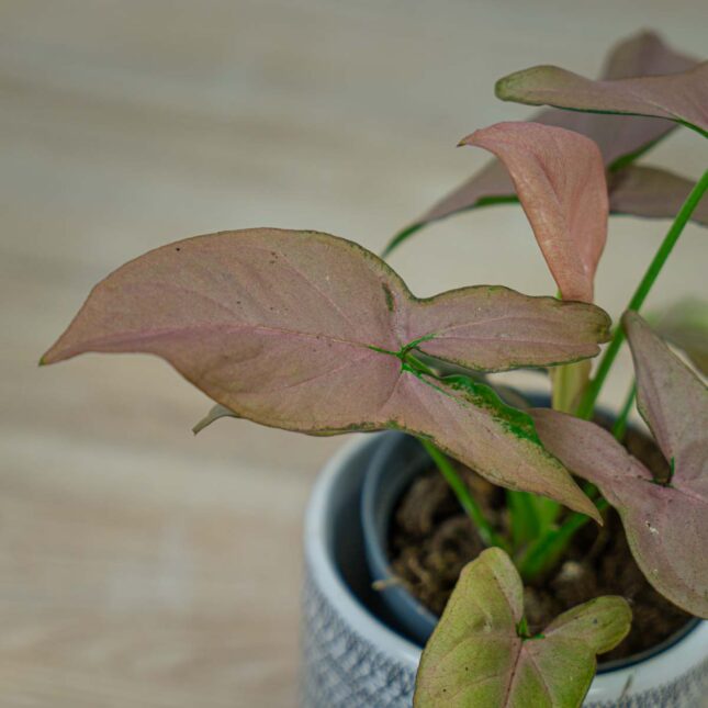 syngonium-pink-arrow syngonium-pink-arrow
