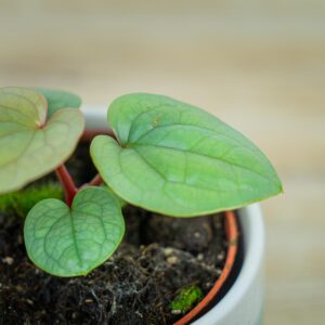 Anthurium-luxurians-platinum