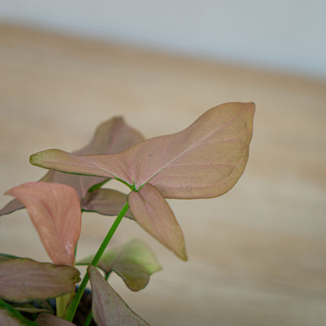 syngonium-pink-arrow syngonium-pink-arrow