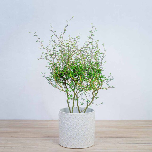 perelkowiec-drobnolistny-sophora-little-baby perelkowiec-drobnolistny-sophora-little-baby