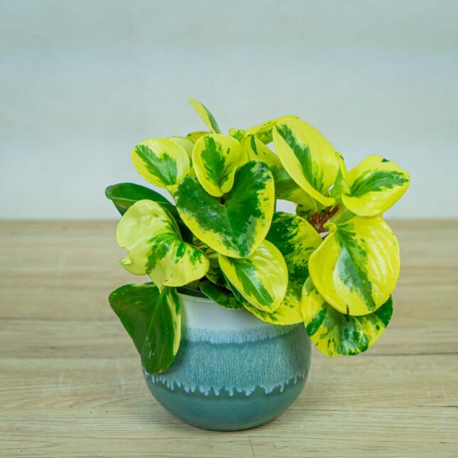 Peperomia-green-gold Peperomia-green-gold