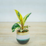 fikus-elastica-moonshine-shivereana-baby-ficus