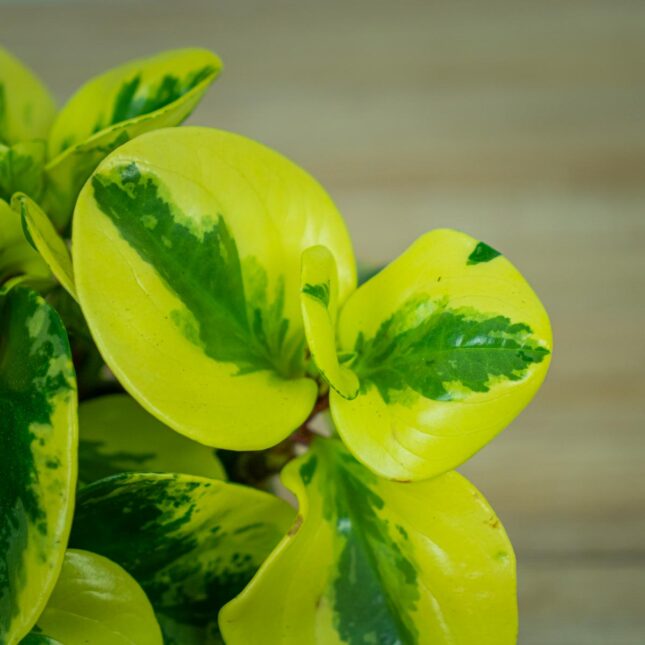 Peperomia-green-gold Peperomia-green-gold