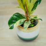 fikus-elastica-moonshine-shivereana-baby-ficus