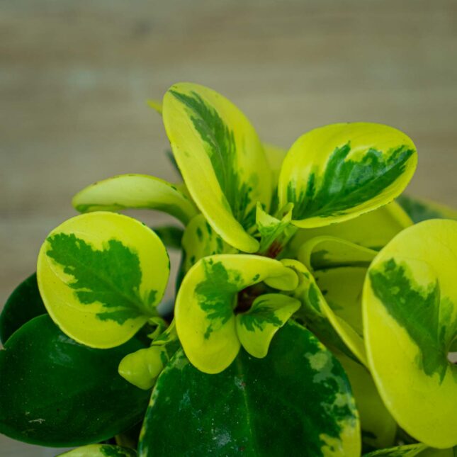 Peperomia-green-gold Peperomia-green-gold
