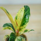 fikus-elastica-moonshine-shivereana-baby-ficus