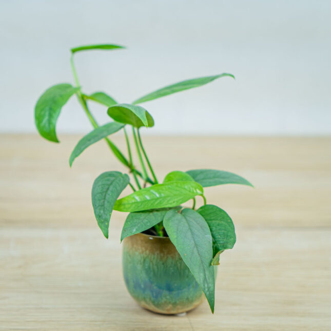 epipremnum-pinnatum-cebu-blue-baby epipremnum-pinnatum-cebu-blue-baby