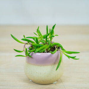 senecio-purple-flush-baby