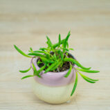senecio-purple-flush-baby