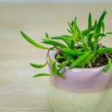 senecio-purple-flush-baby