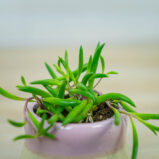 senecio-purple-flush-baby
