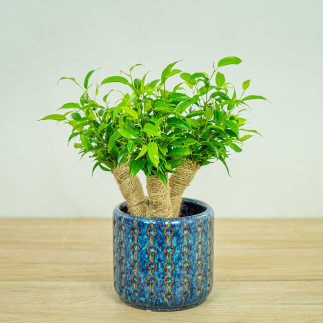 ficus-crazy-tree ficus-crazy-tree