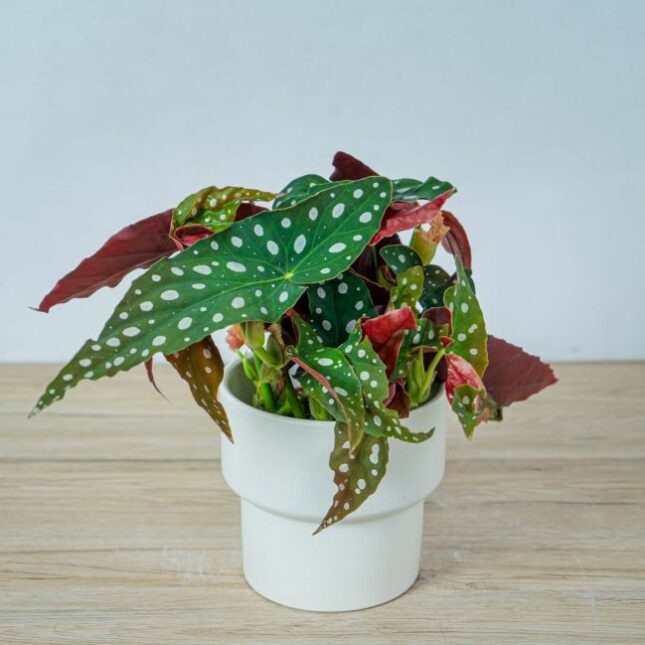 Begonia-maculata-wightii-min Begonia-maculata-wightii-min