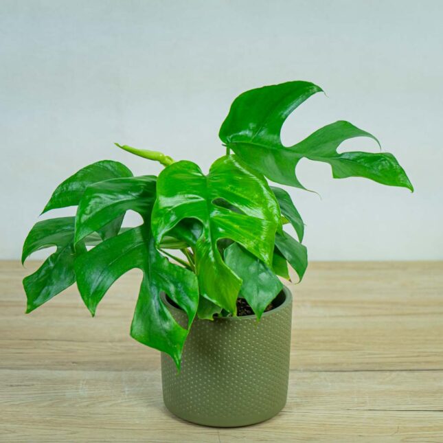 monstera-minima-rhaphidophora-tetrasperma monstera-minima-rhaphidophora-tetrasperma