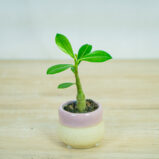 roza-pustyni-baby-adenium-obesum