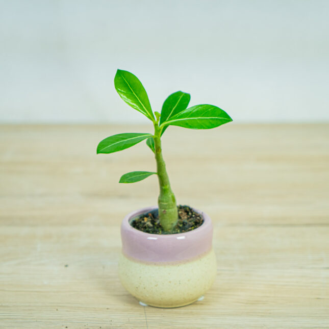 roza-pustyni-baby-adenium-obesum roza-pustyni-baby-adenium-obesum