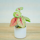 caladium-white-queen